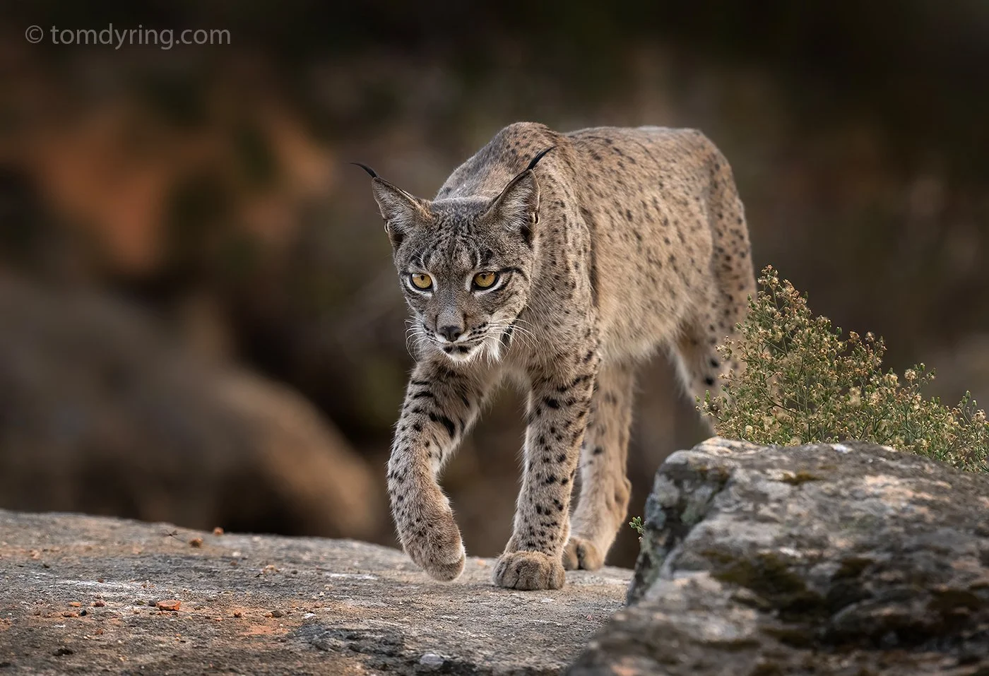 Iberian Lynx / Pantergaupe