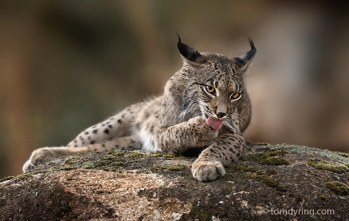 Iberian Lynx / Pantergaupe