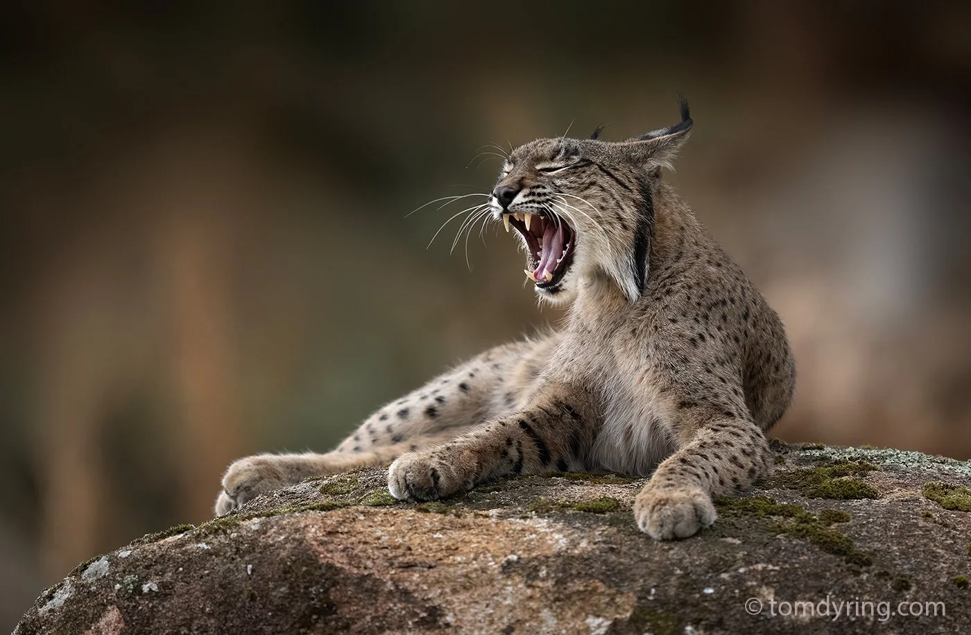 Iberian Lynx / Pantergaupe