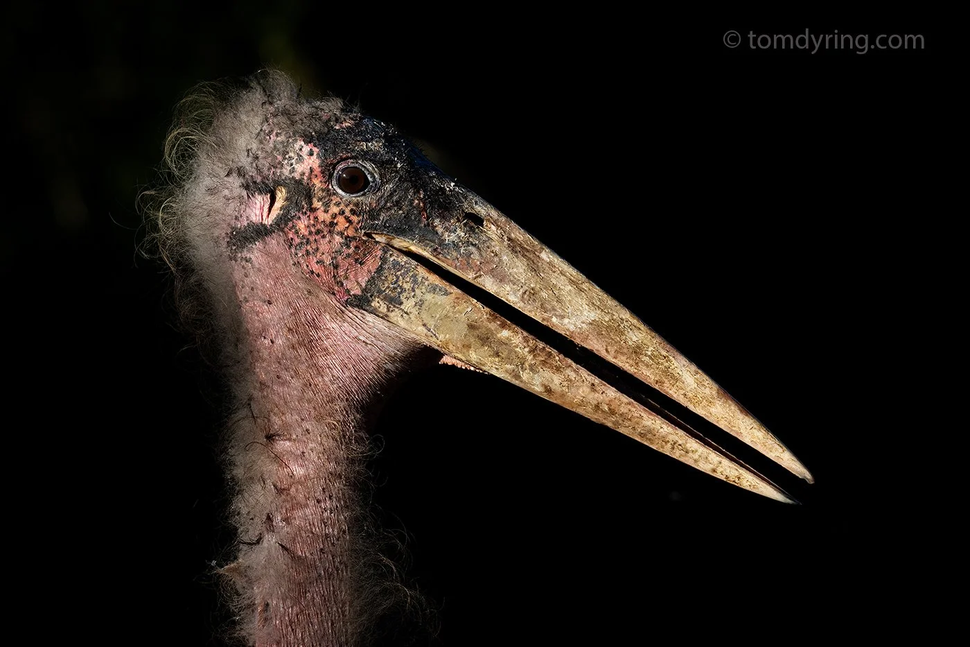 Marabou Stork