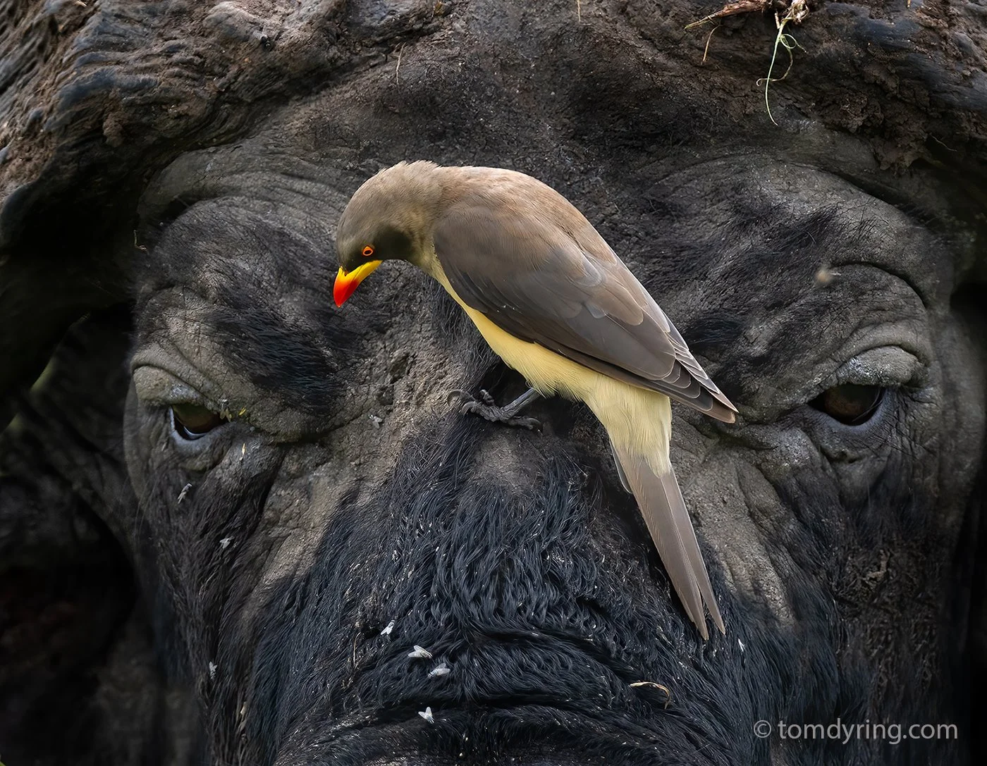 Yellowbilled Oxpecker