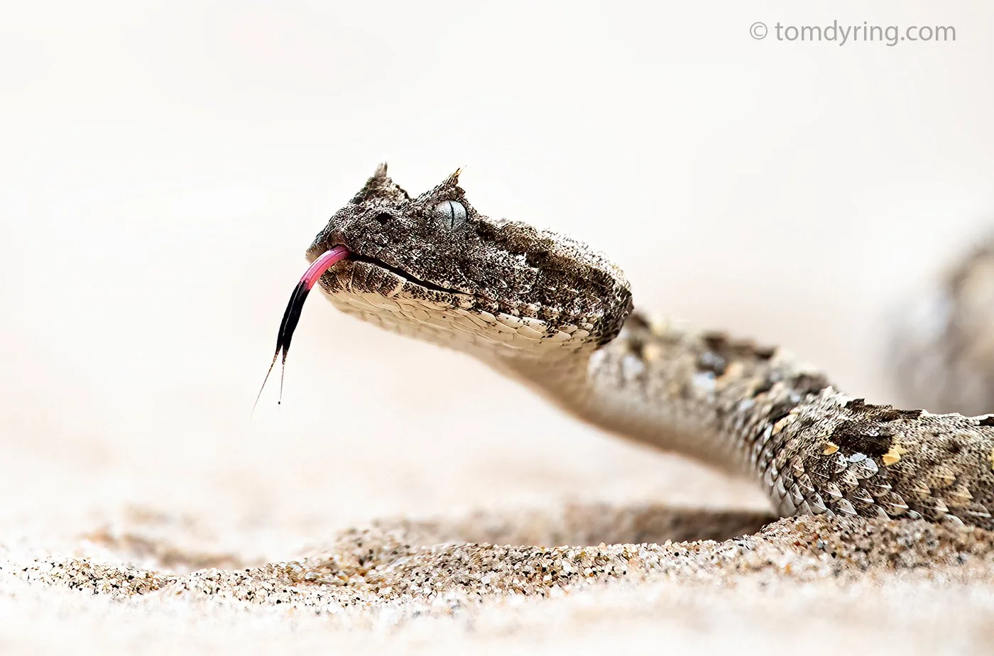 Horned Adder