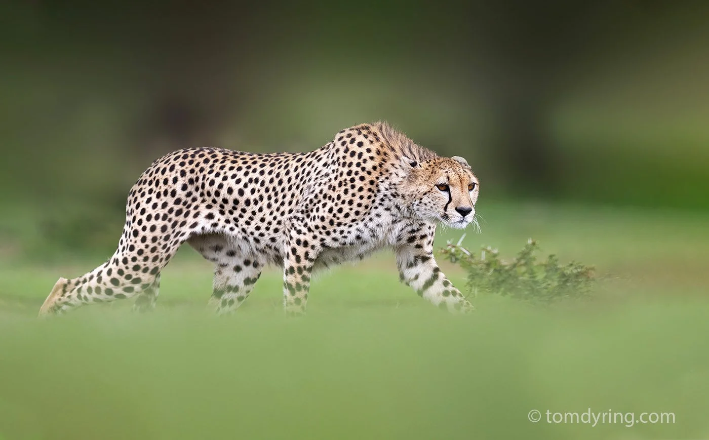 Cheetah / Gepard