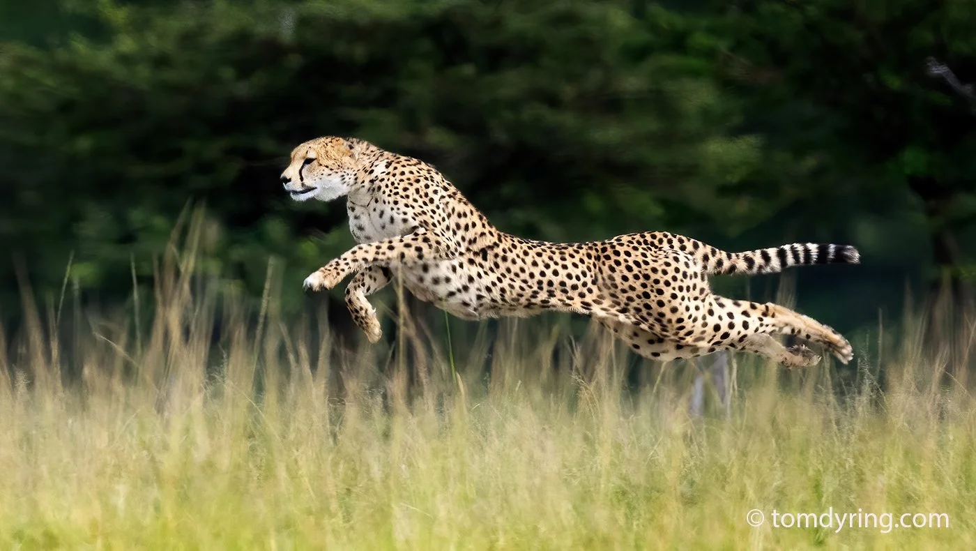 Cheetah / Gepard