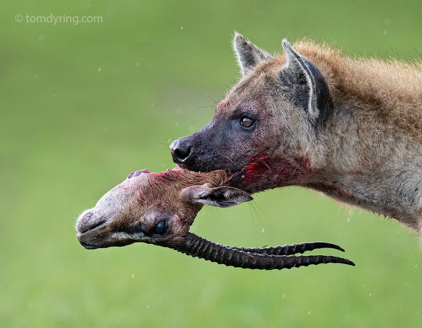 Spotted Hyena / Flekkhyene