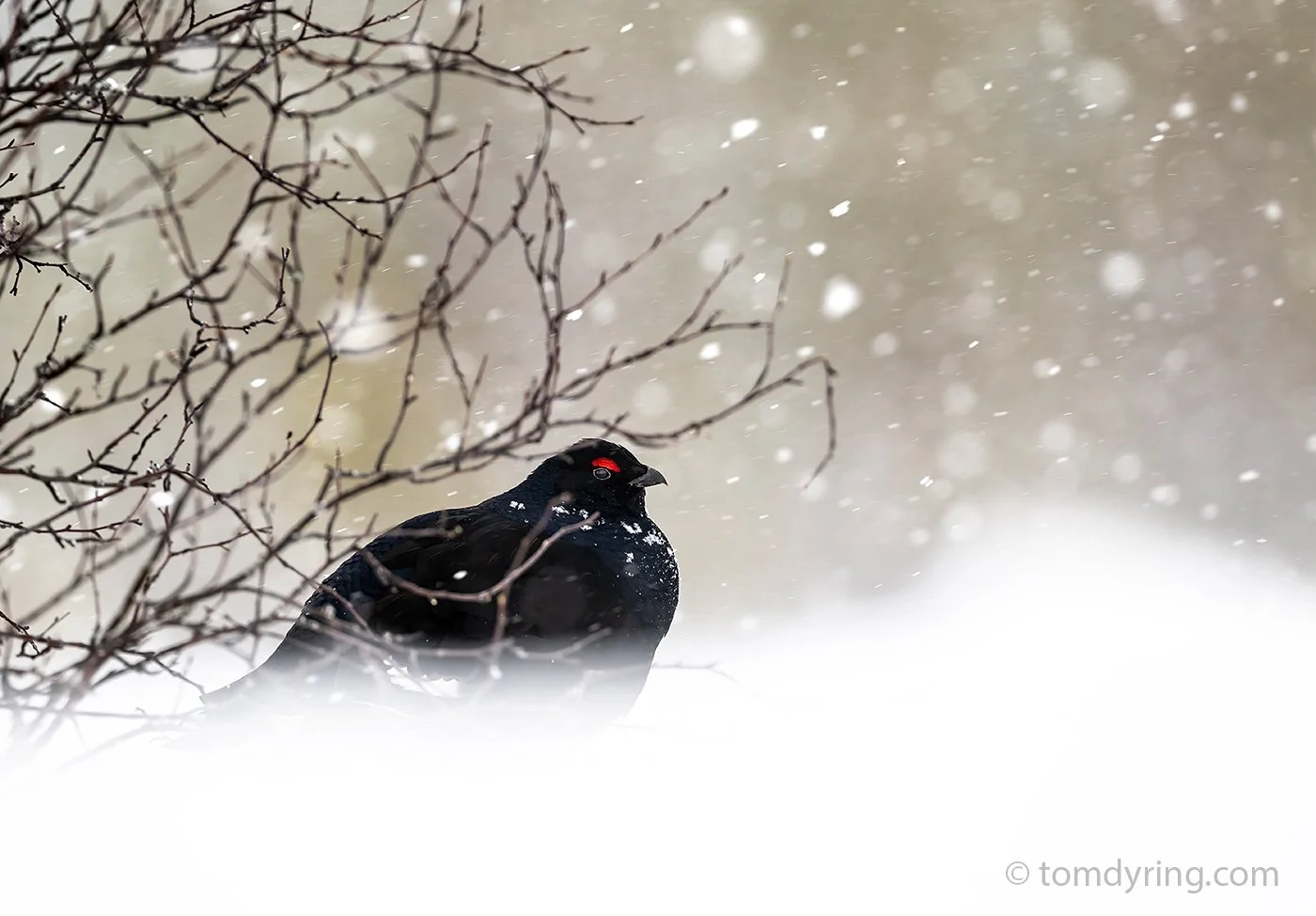 Black Grouse / Orrhane