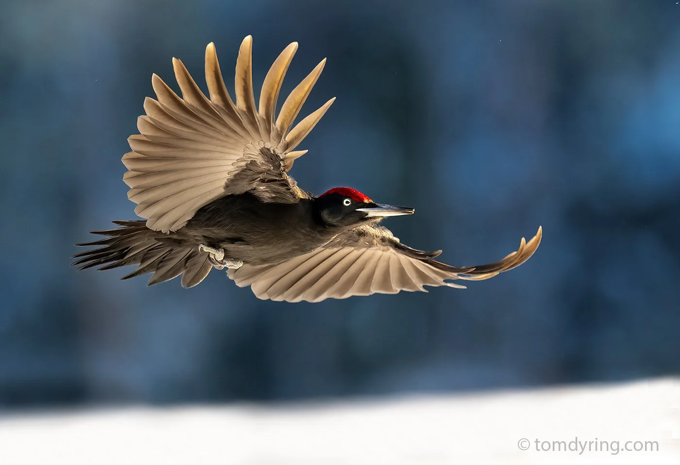 Black Woodpecker / Svartspett