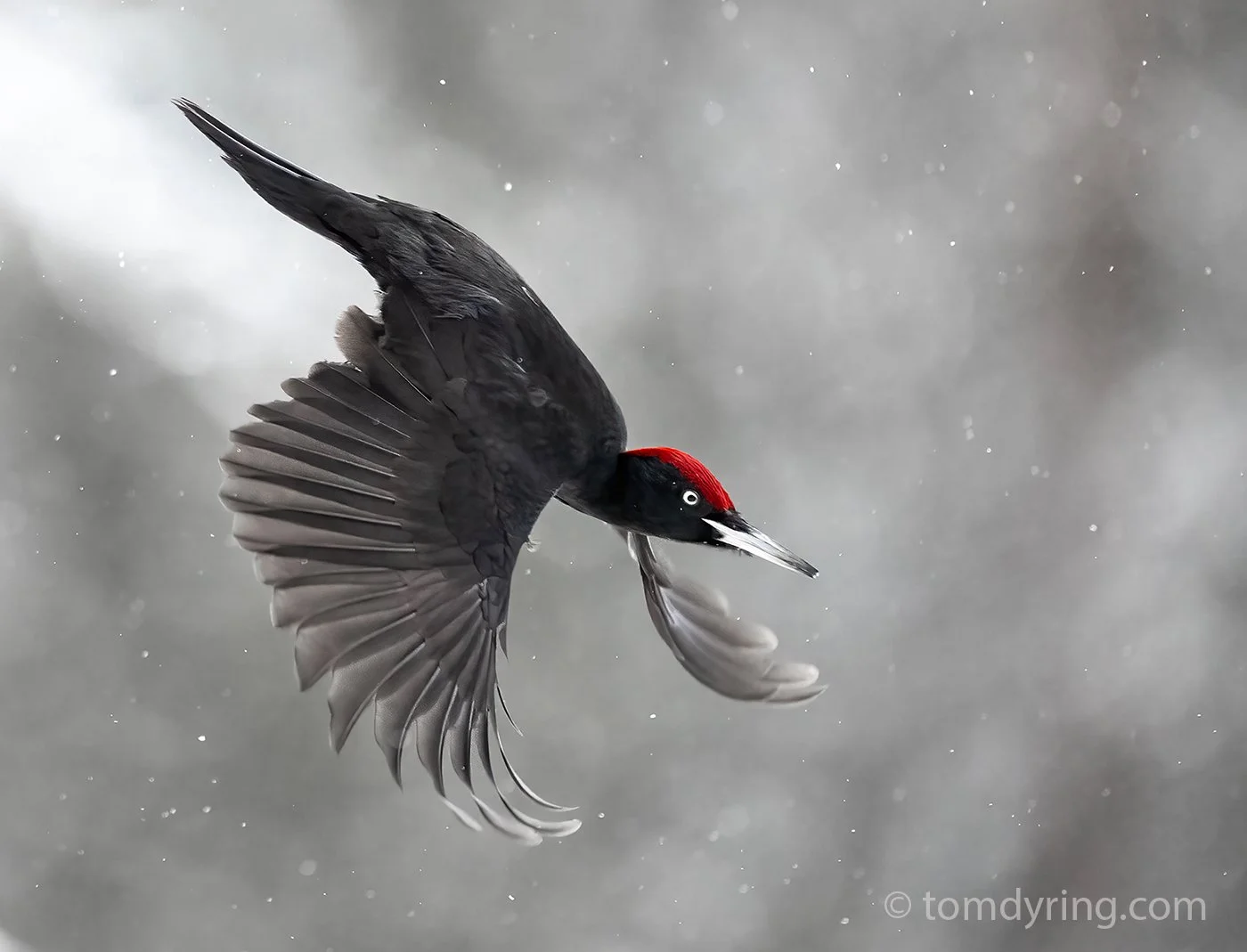 Black Woodpecker / Svartspett