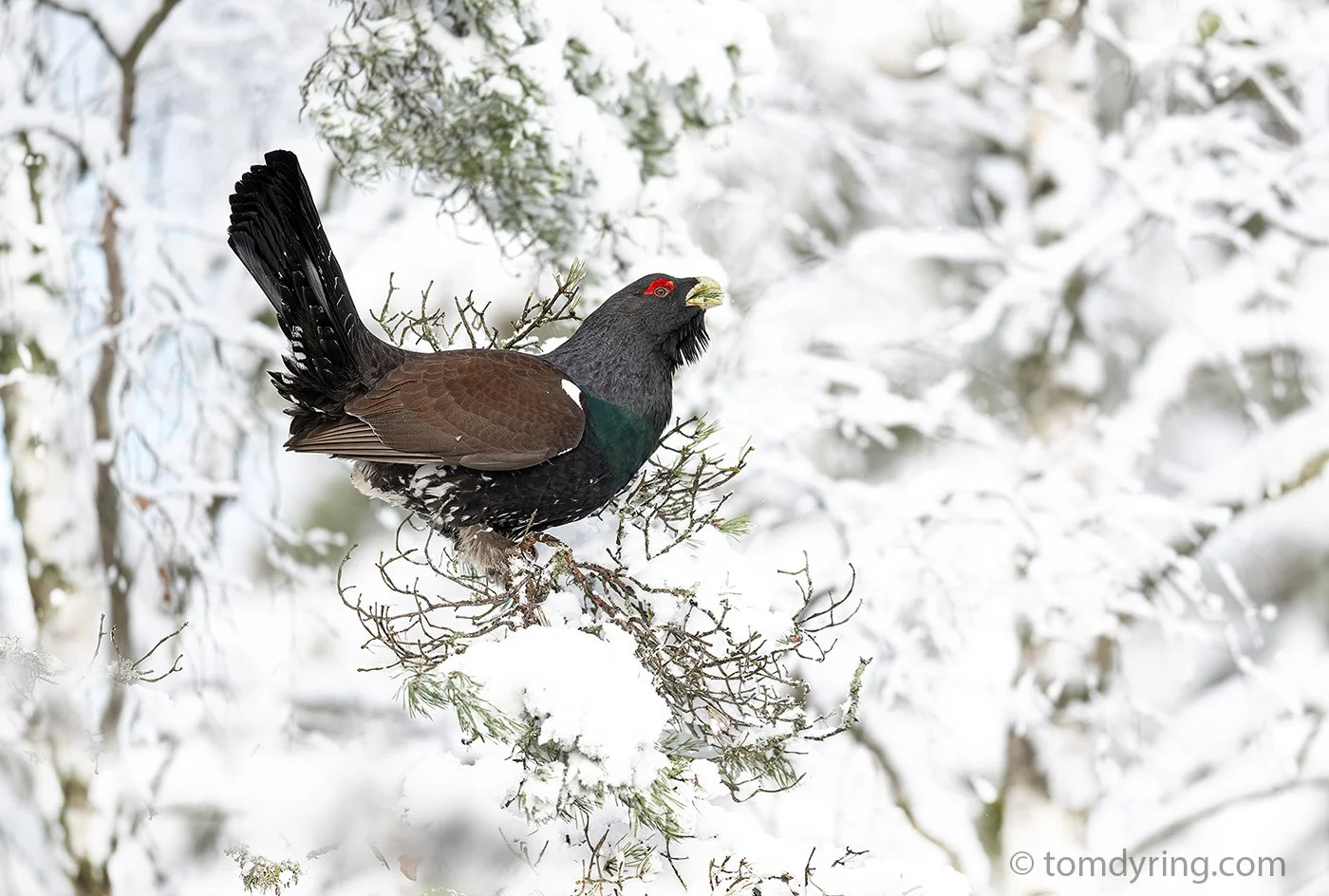 Capercaillie / Tiur
