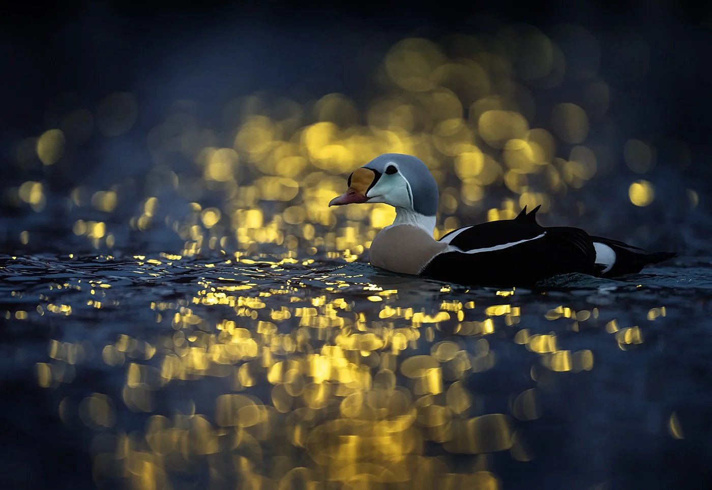 King Eider / Praktærfugl