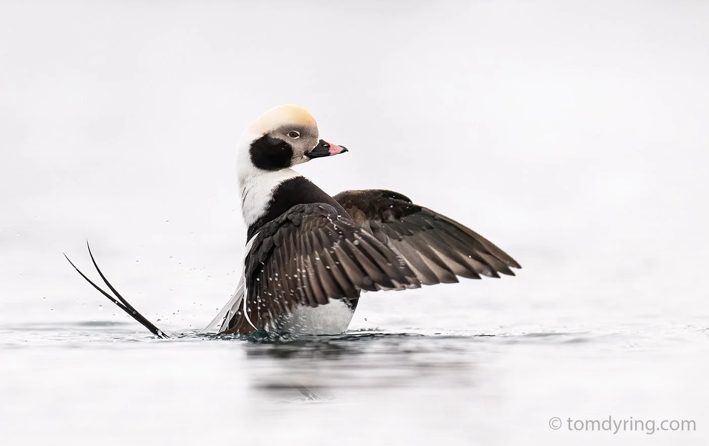 Longtailed duck / Havelle