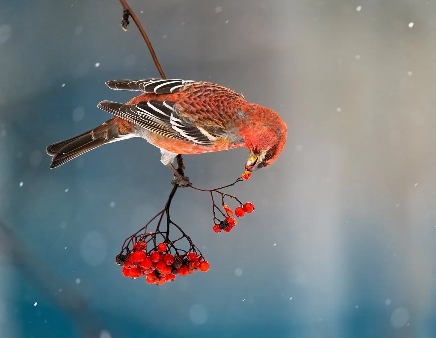 Pine Grosbeak / Konglebit
