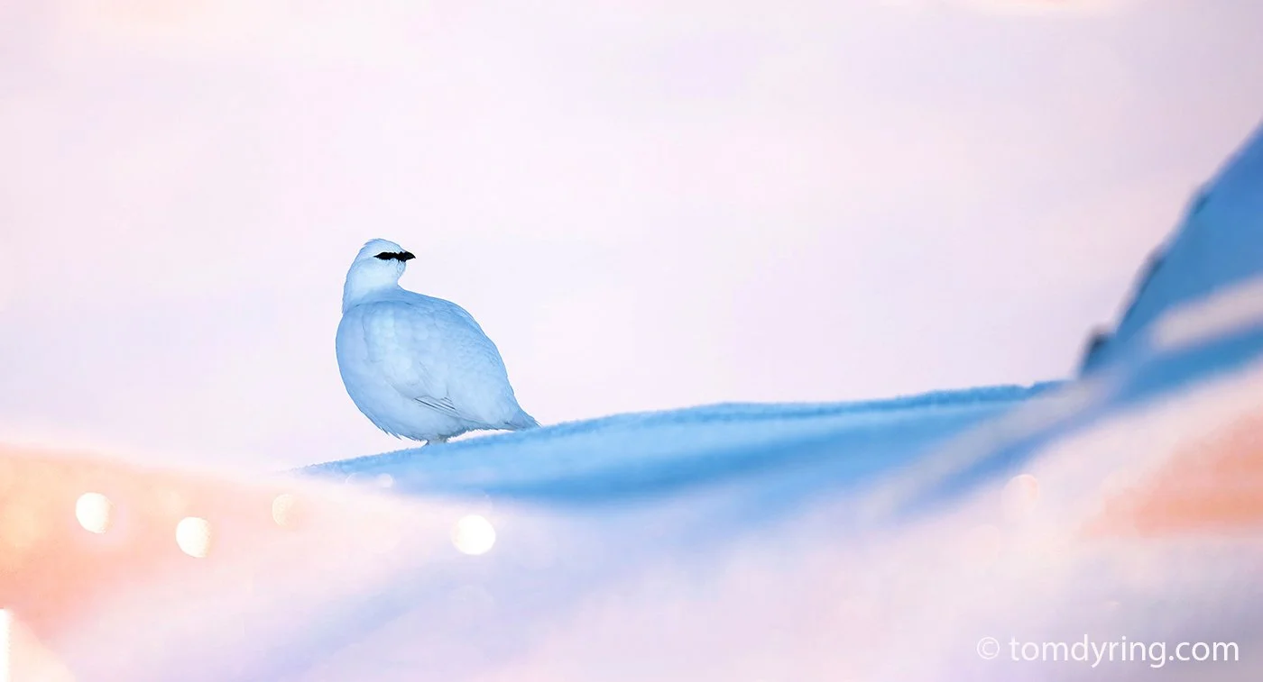 Ptarmigan / Fjellrype