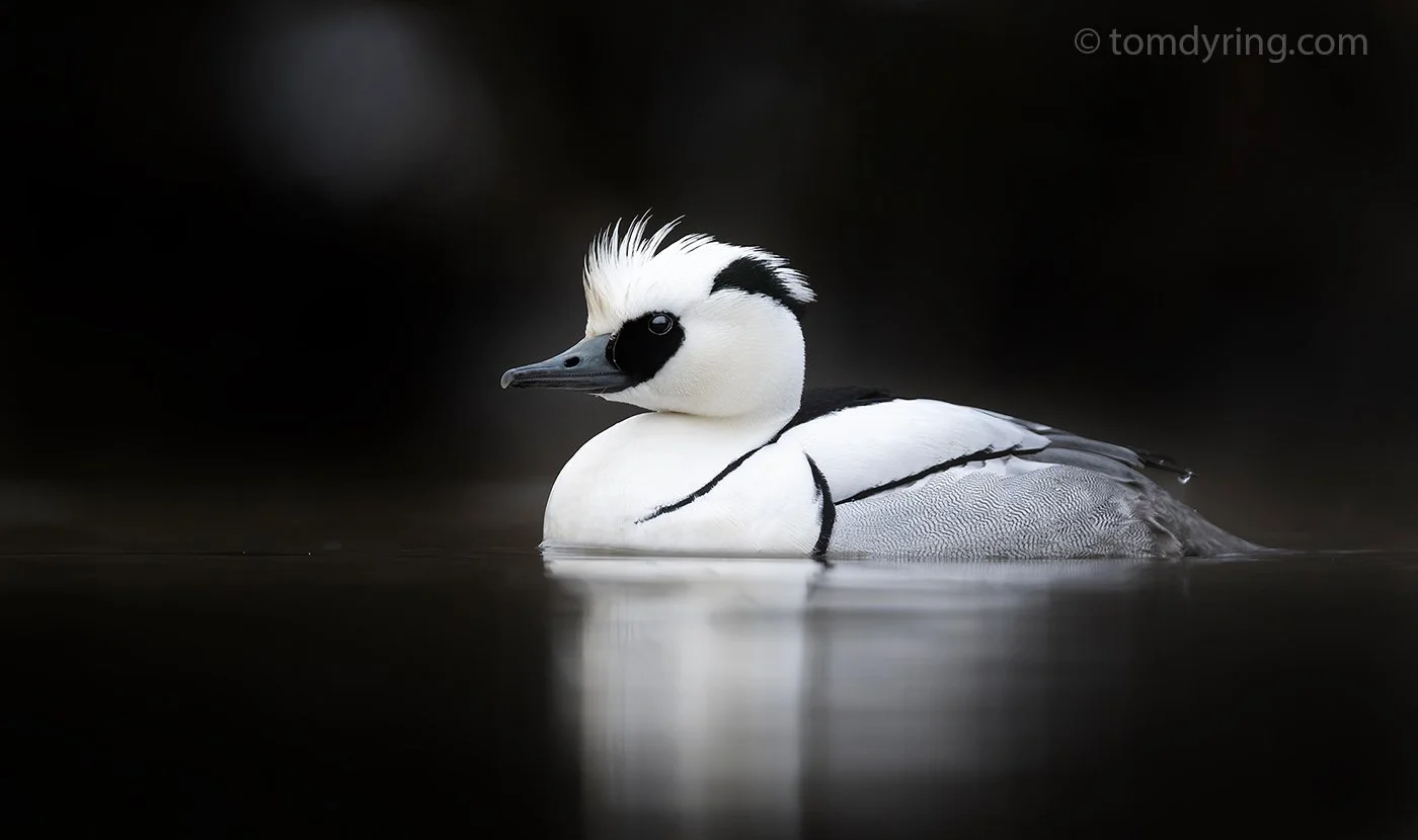 Smew / Lappfiskand