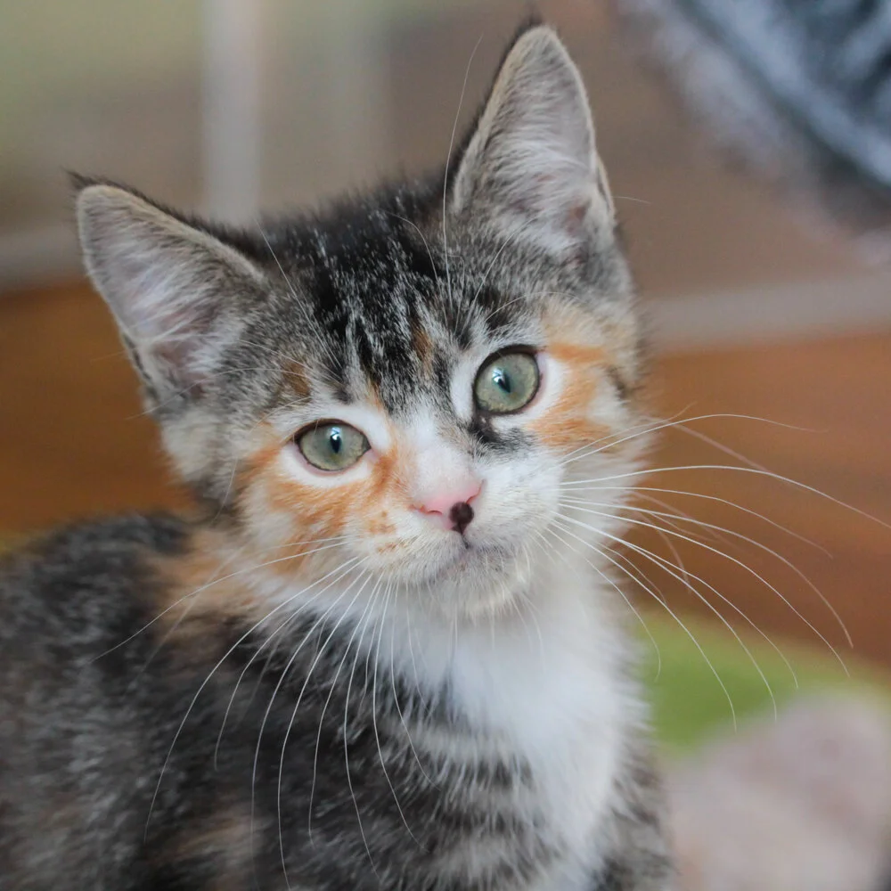 Adopt Henrietta