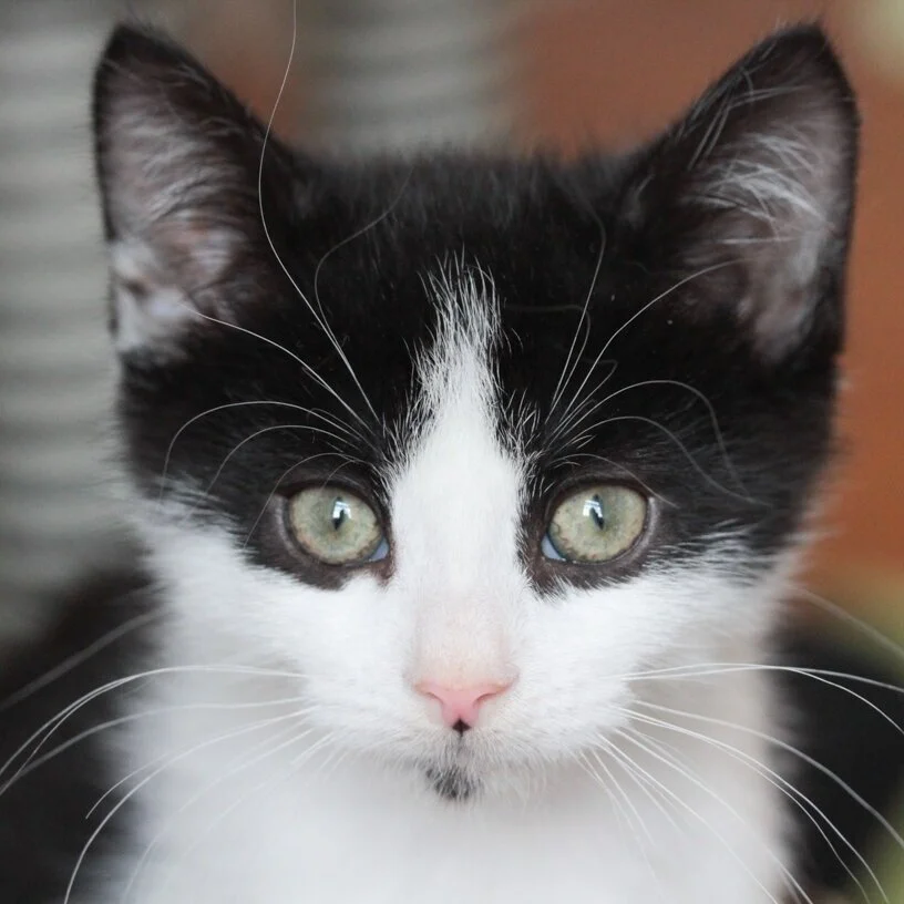 Adopt Emmett