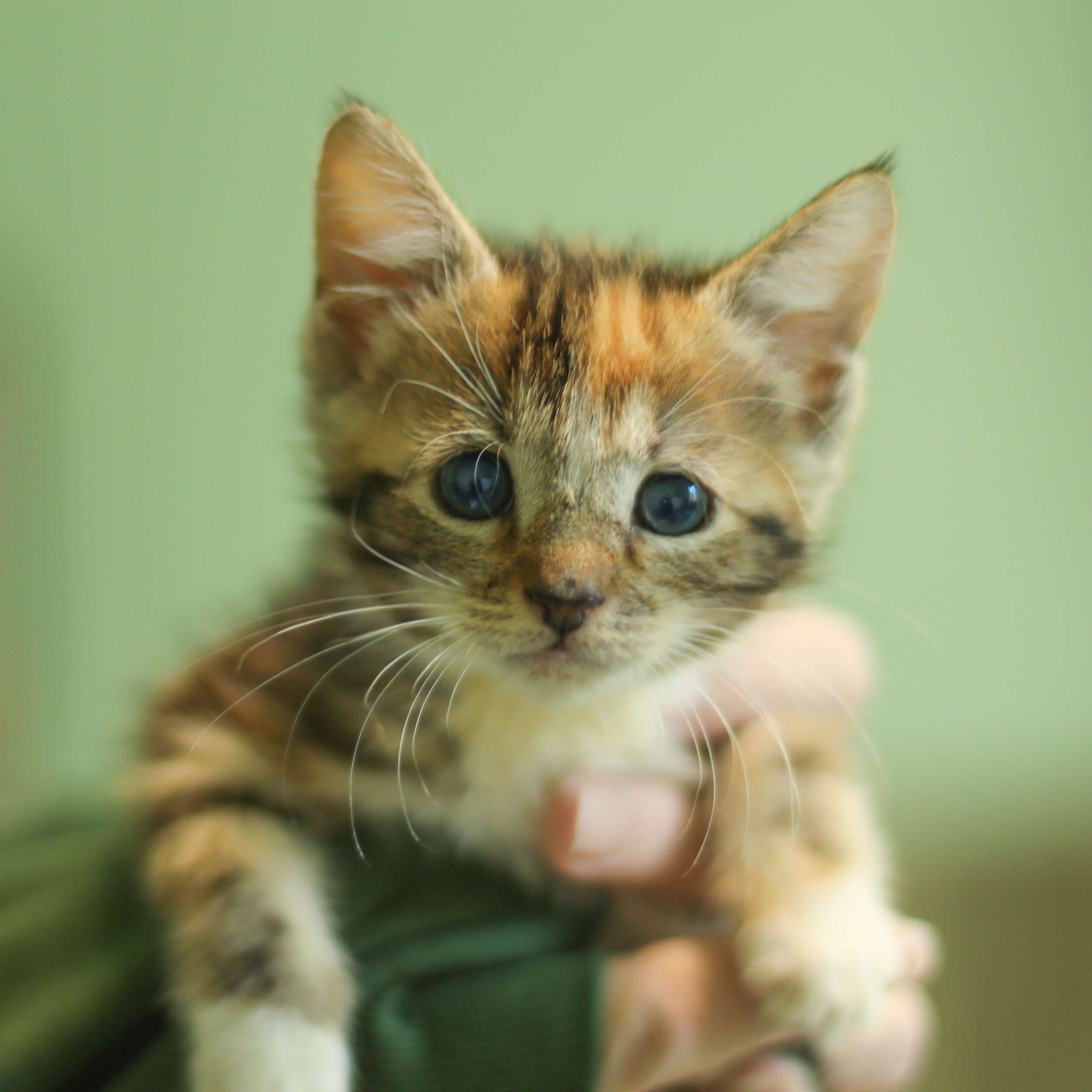 Helix: Sponsored by Pj<3 cats