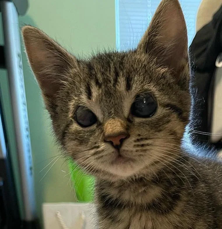 figgy.jpeg