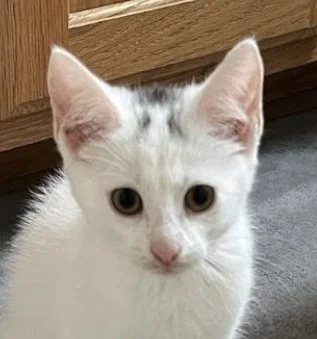 Rue: Sponsored by KKP Cats & Kittens