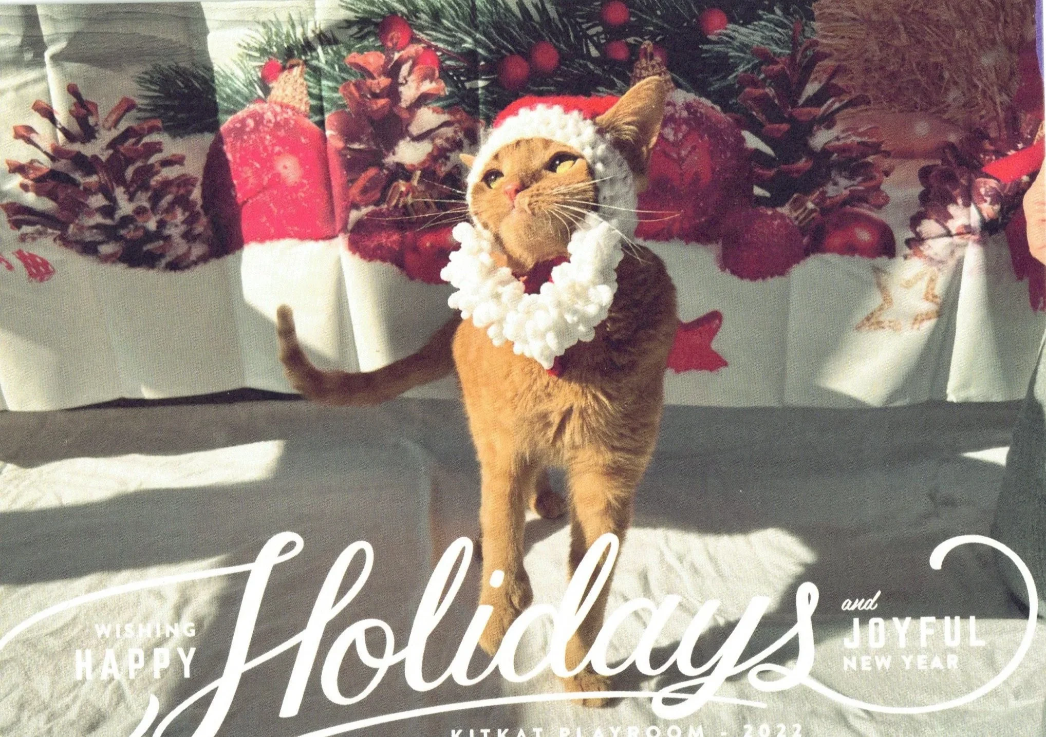 2022 KKP Holiday Card featuring Tate