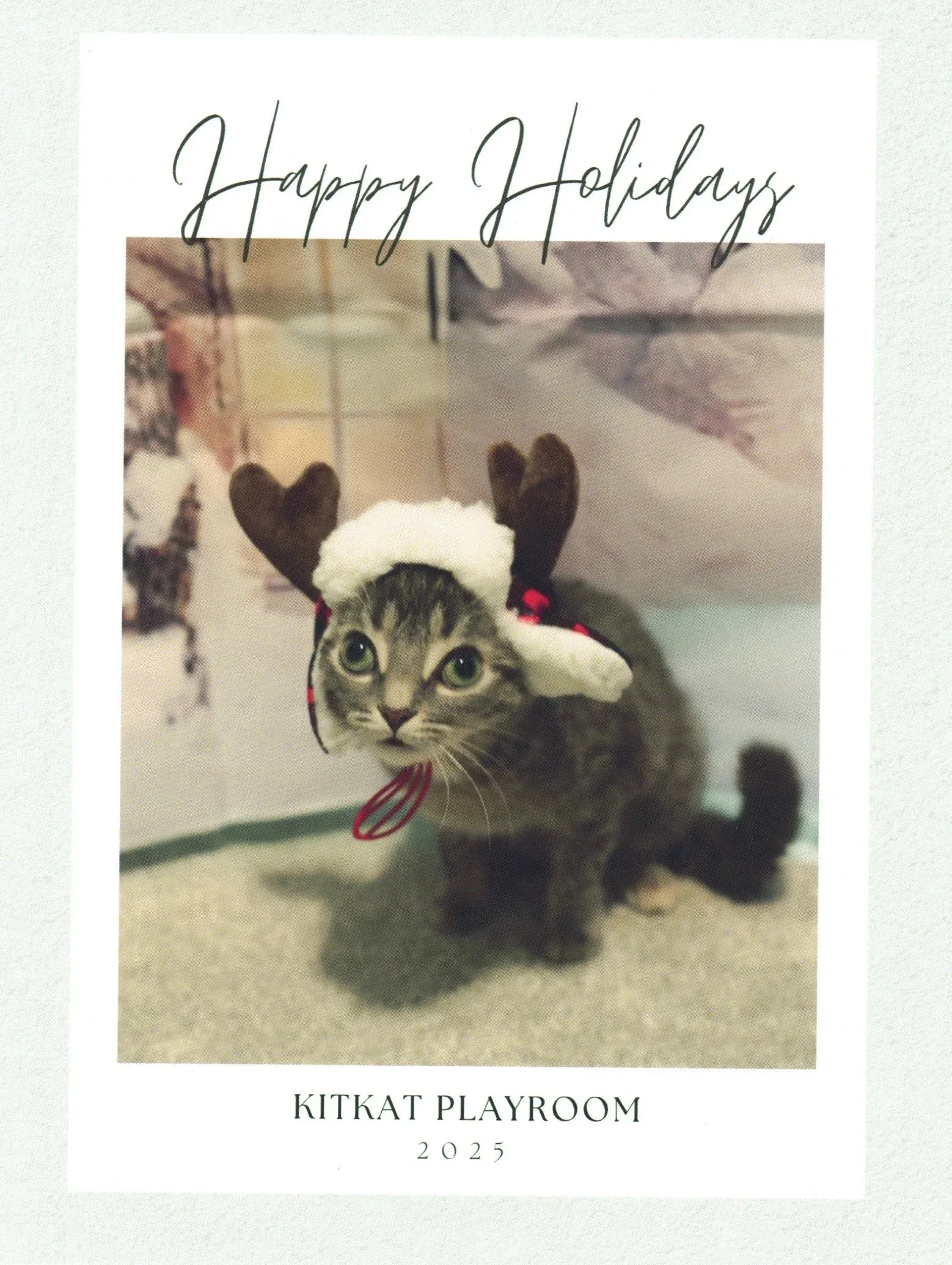 2025 KKP Holiday Card featuring Fizz