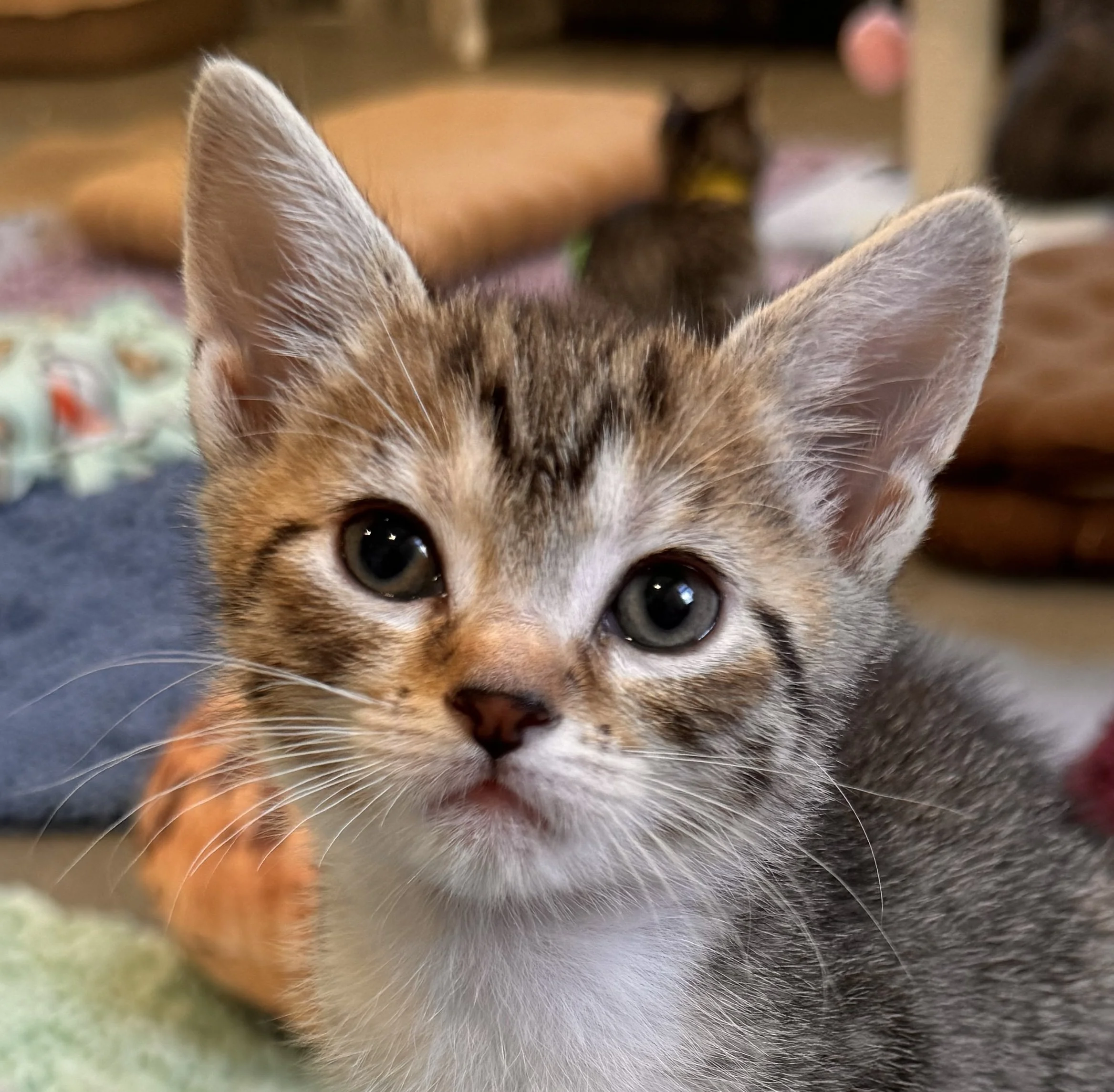 Nilla: Sponsored by Sarah S.