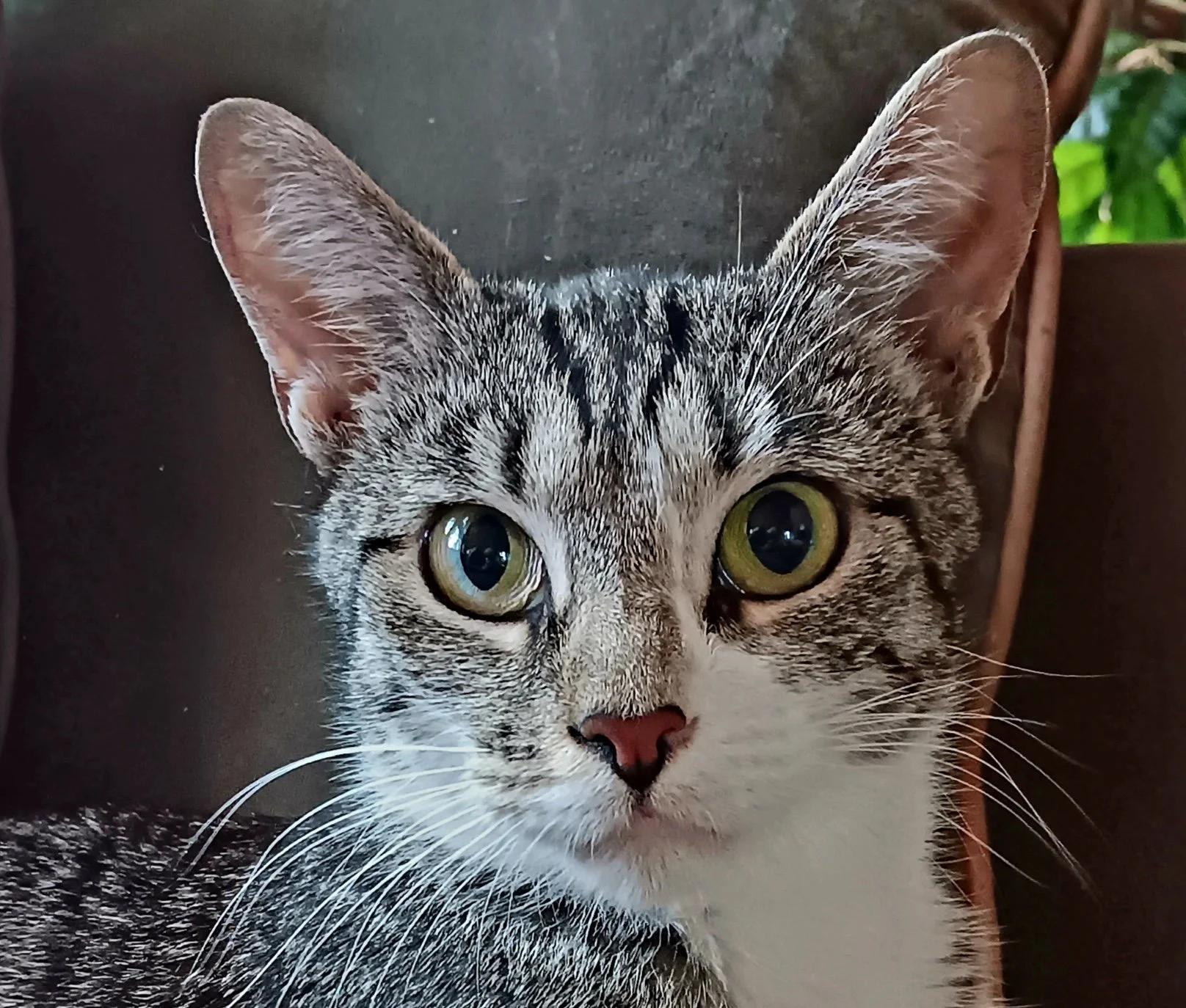 Samoa: Spayed at the Shelter