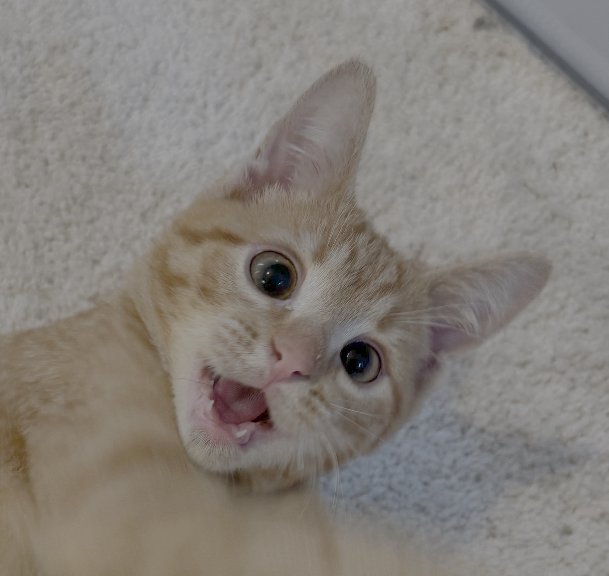 Cecil.png