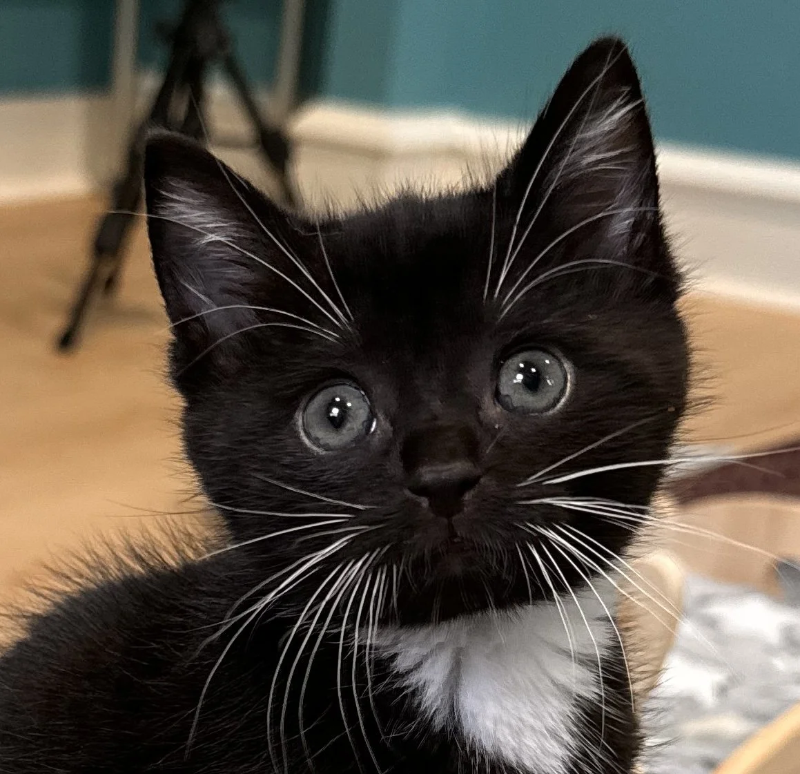 Pip: Sponsored by Archangel