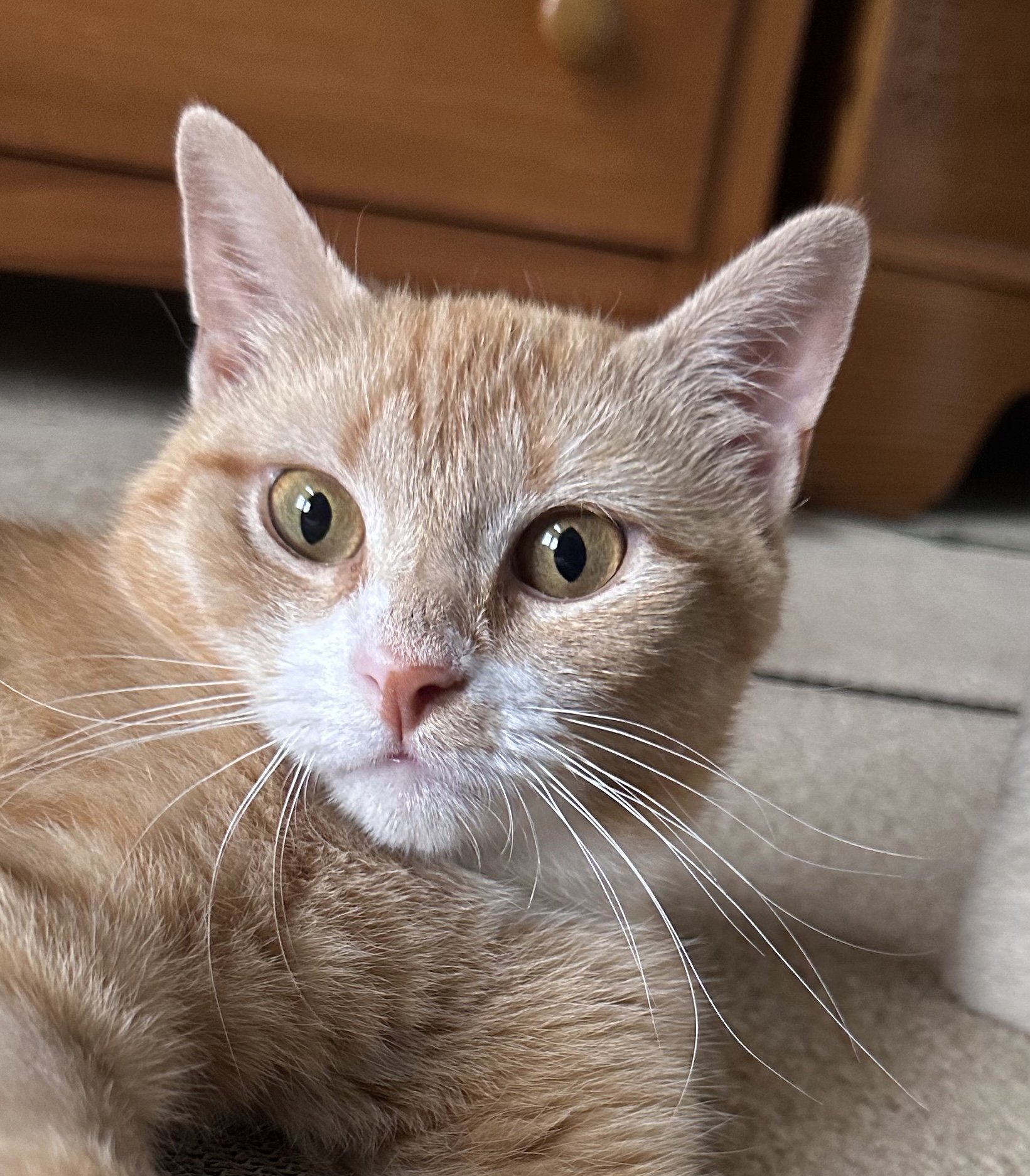 Chai: Sponsored by the Richard Bennett Spay Fund