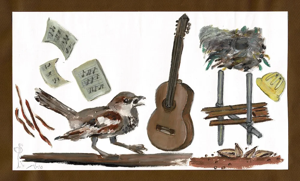 House Sparrow • דרור הבית