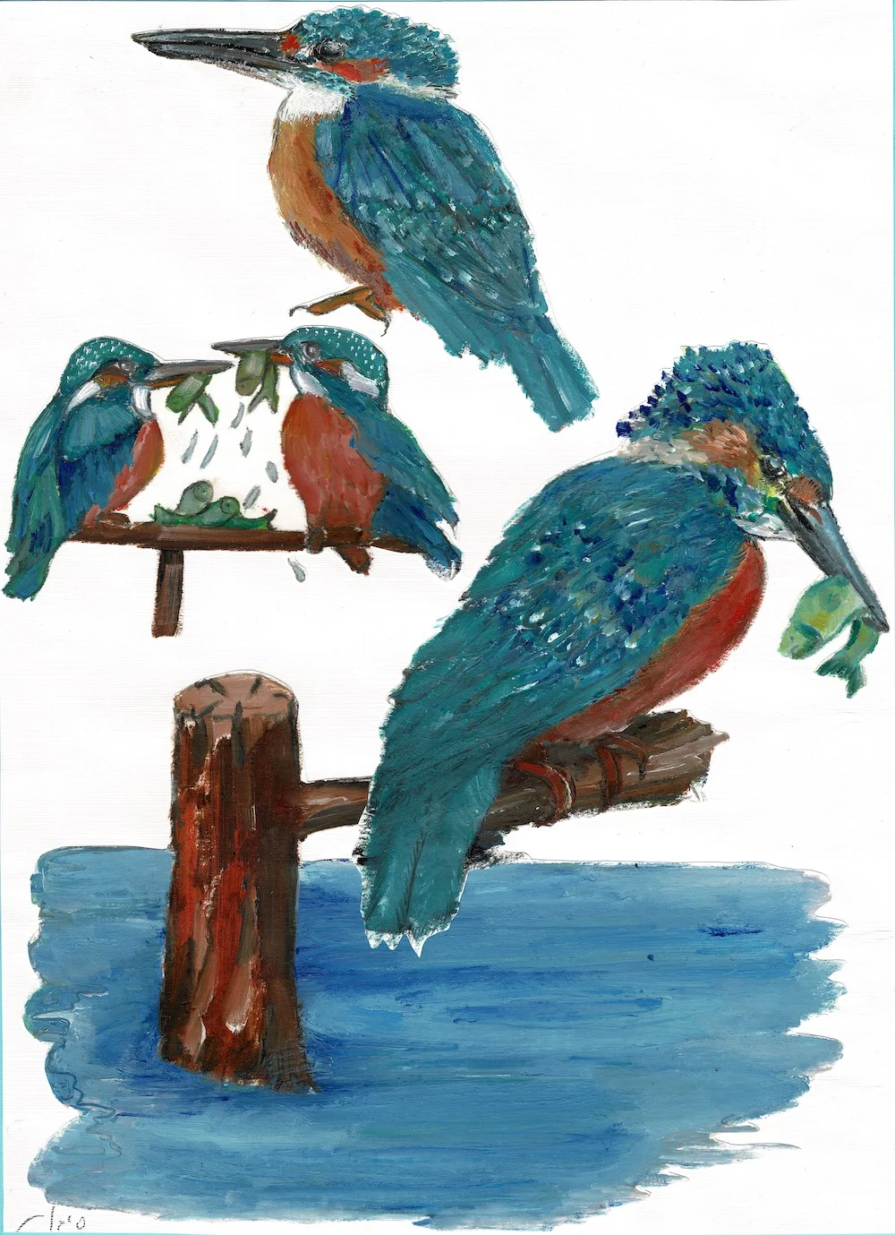 Kingfisher • שלדג גמדי