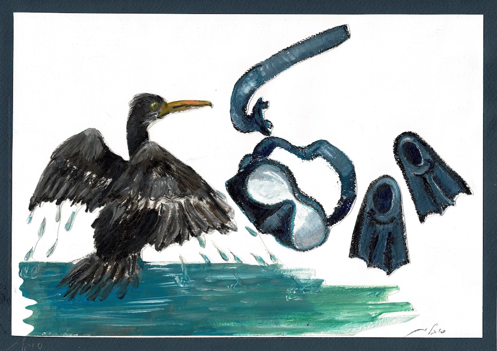 Cormorant • קורמורן