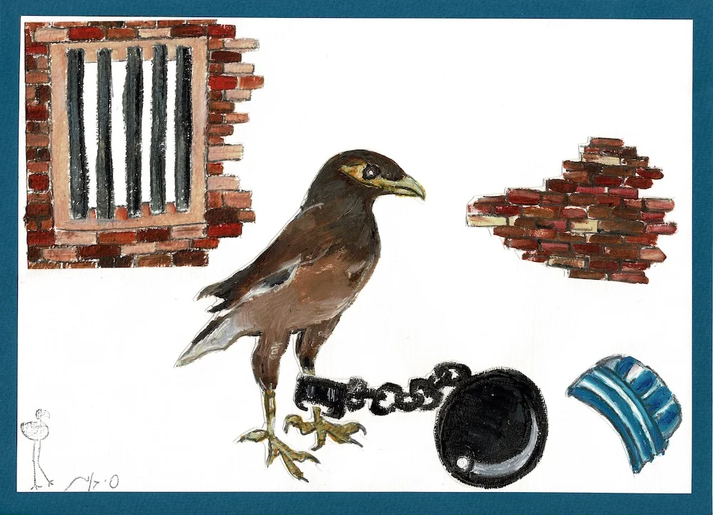 Myna • מאינה
