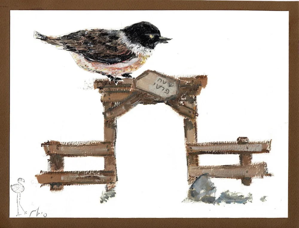 European Stonechat • דוחל שחור גרון