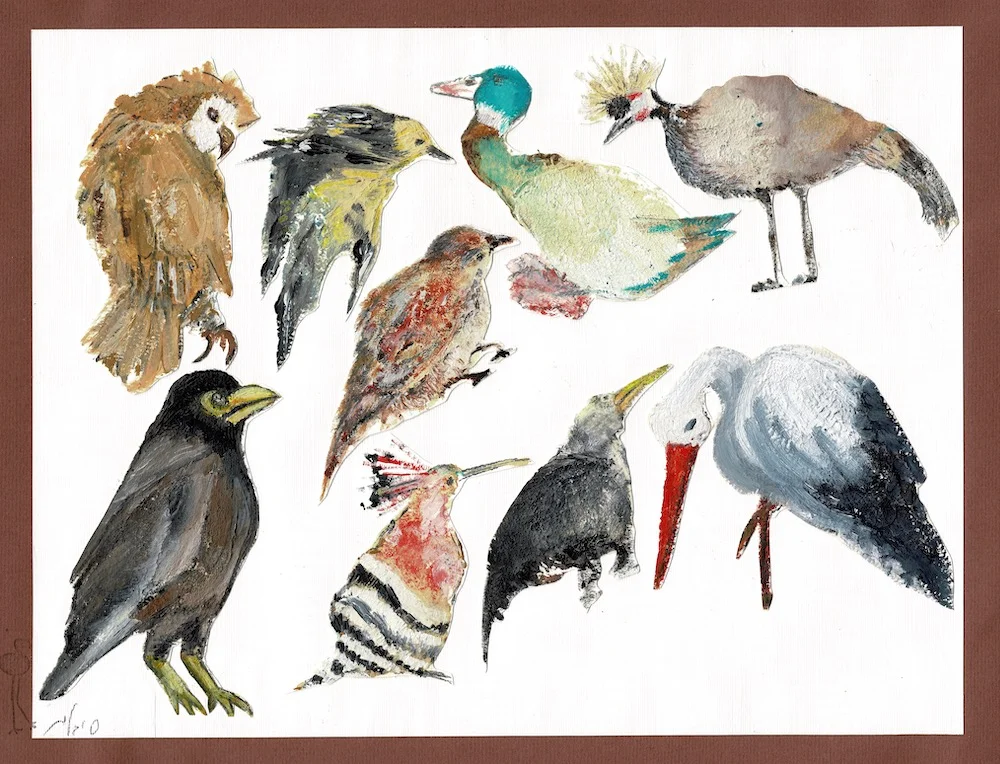 Birds • ציפורים