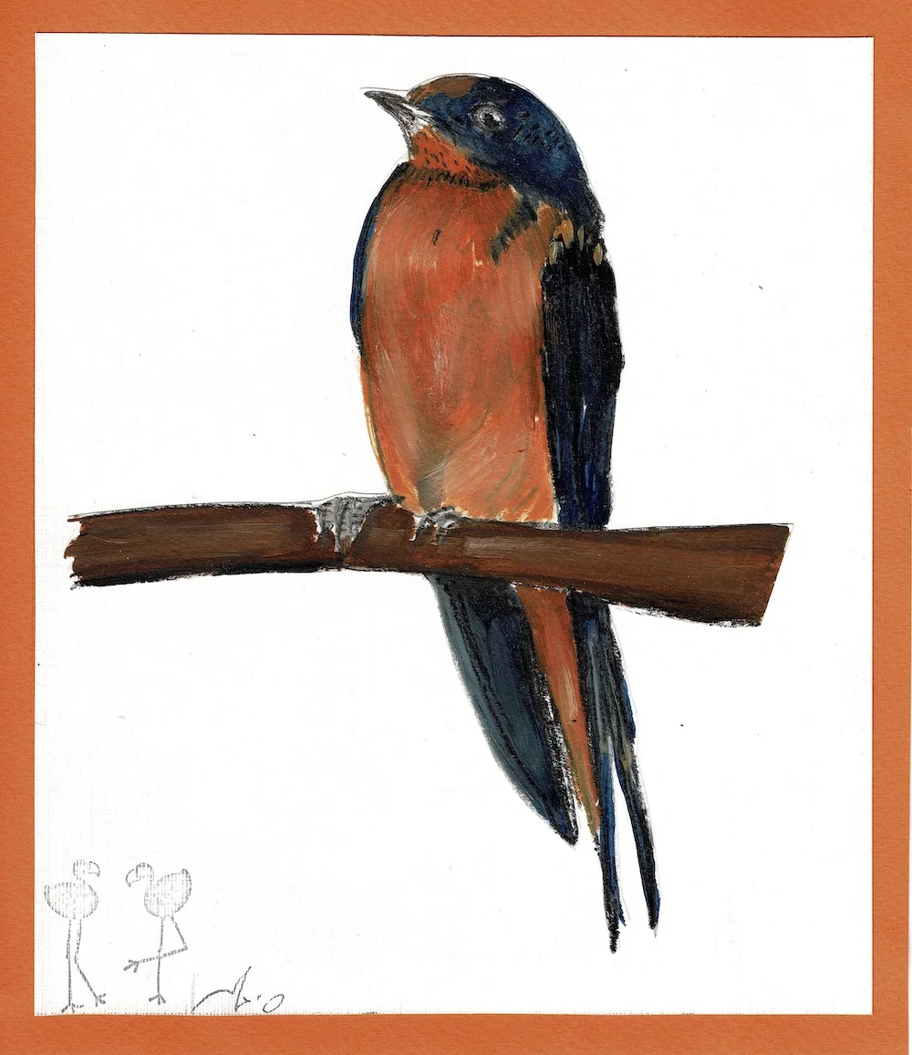 Barn Swallow • סנונית