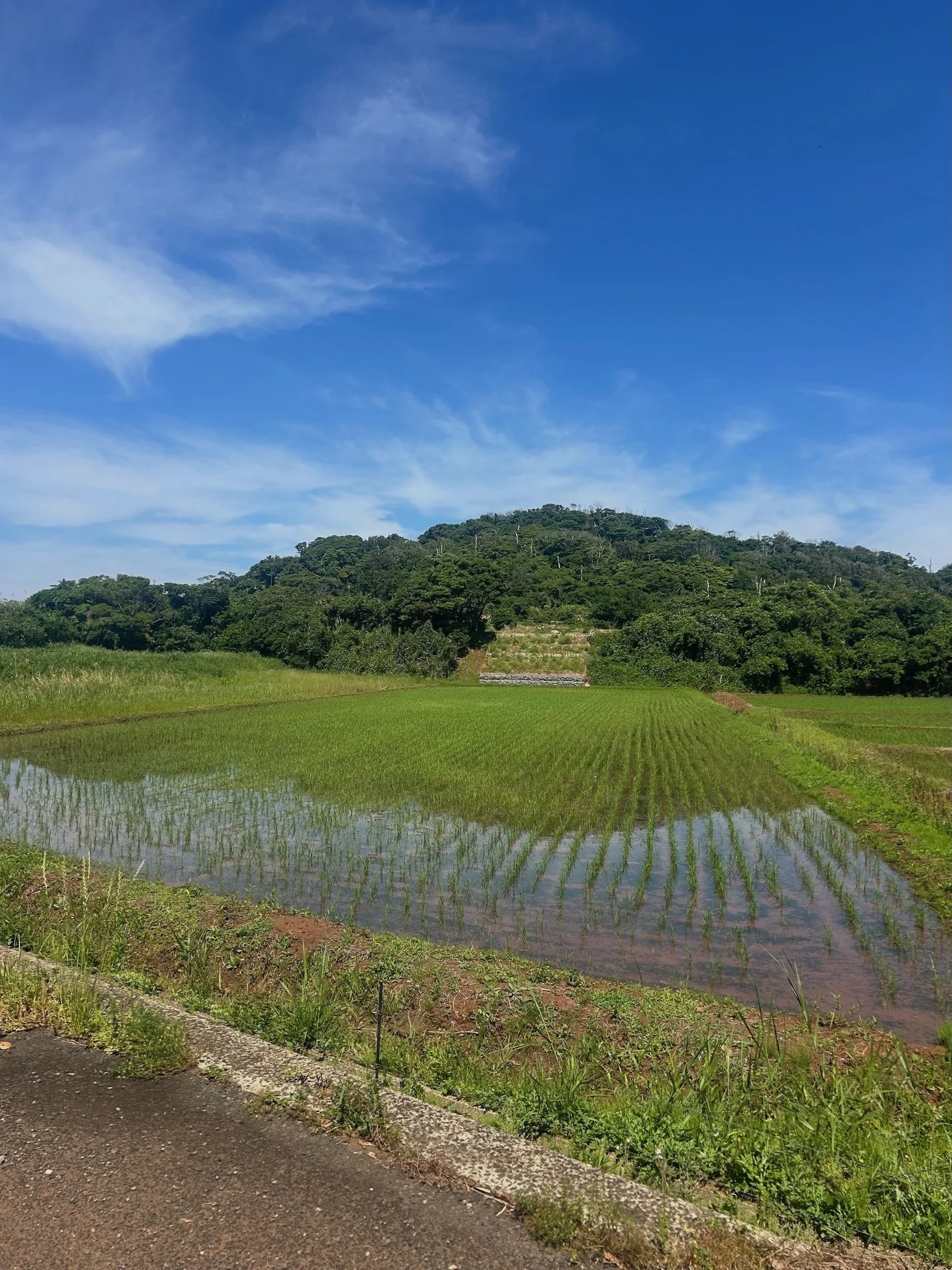 IMG_0509.jpeg