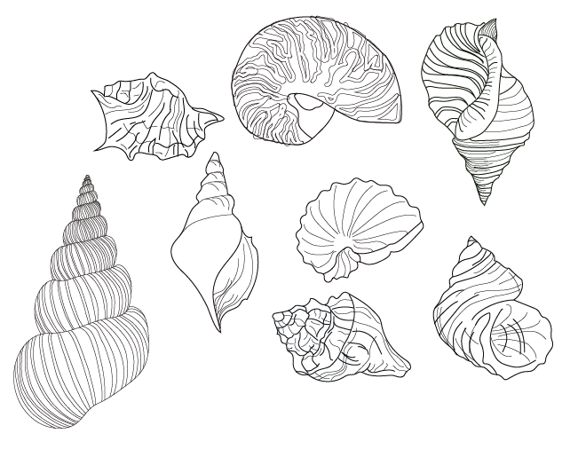 shells-01.png