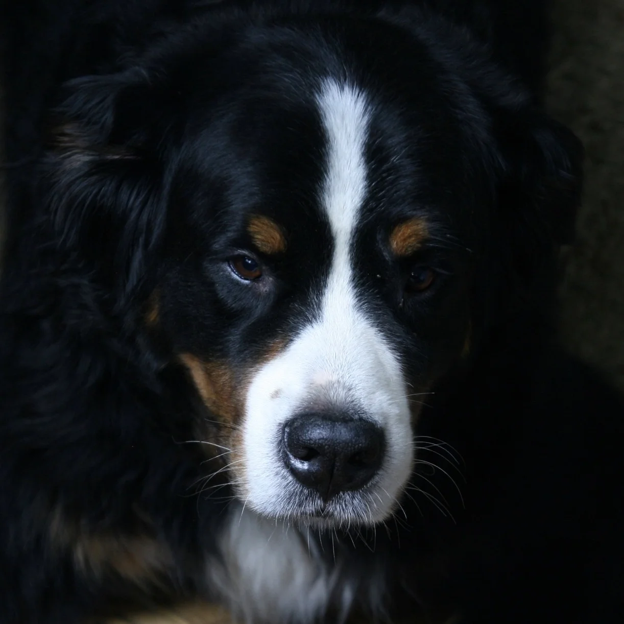Bentley's Bagels