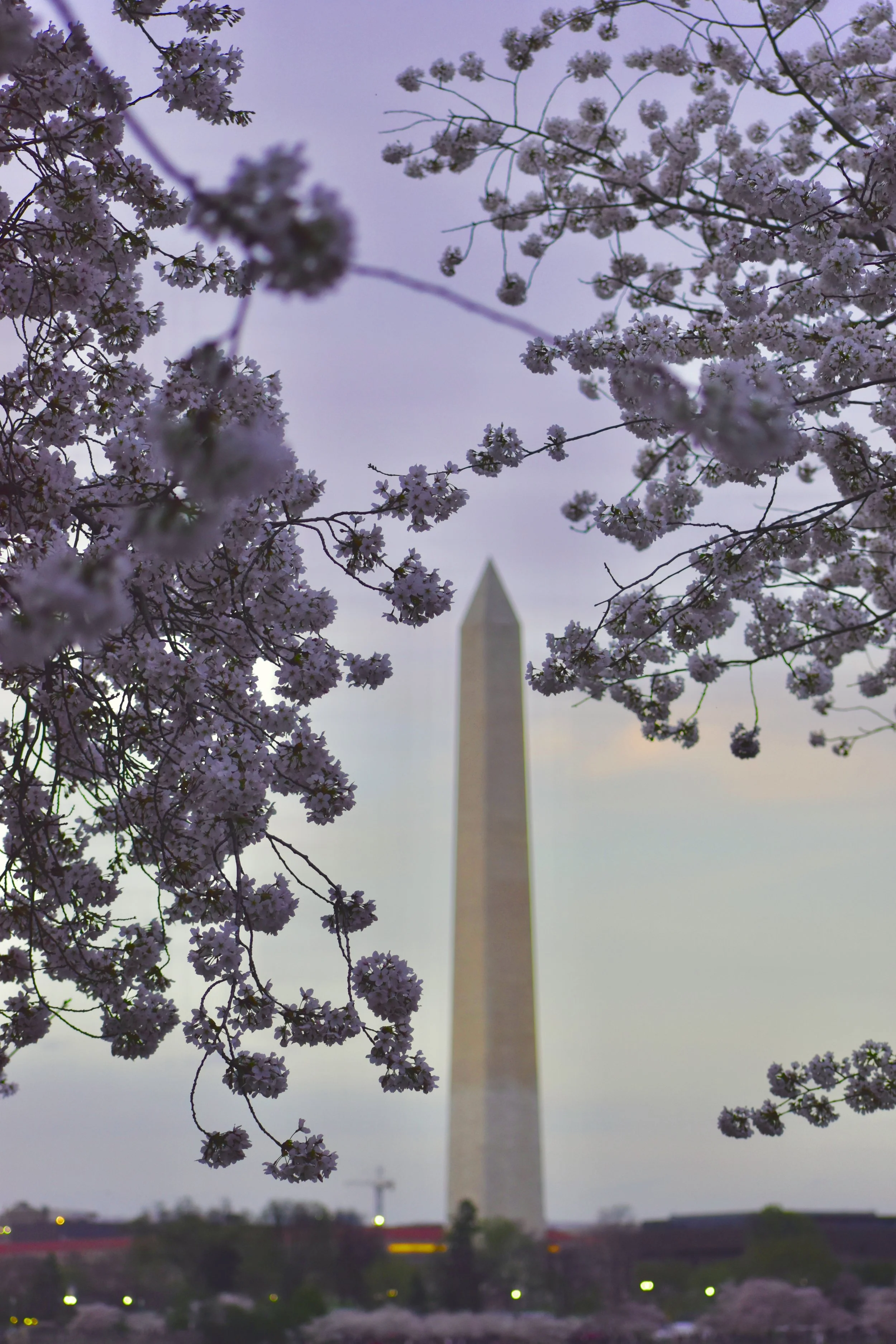 Cherry Blossoms in DC