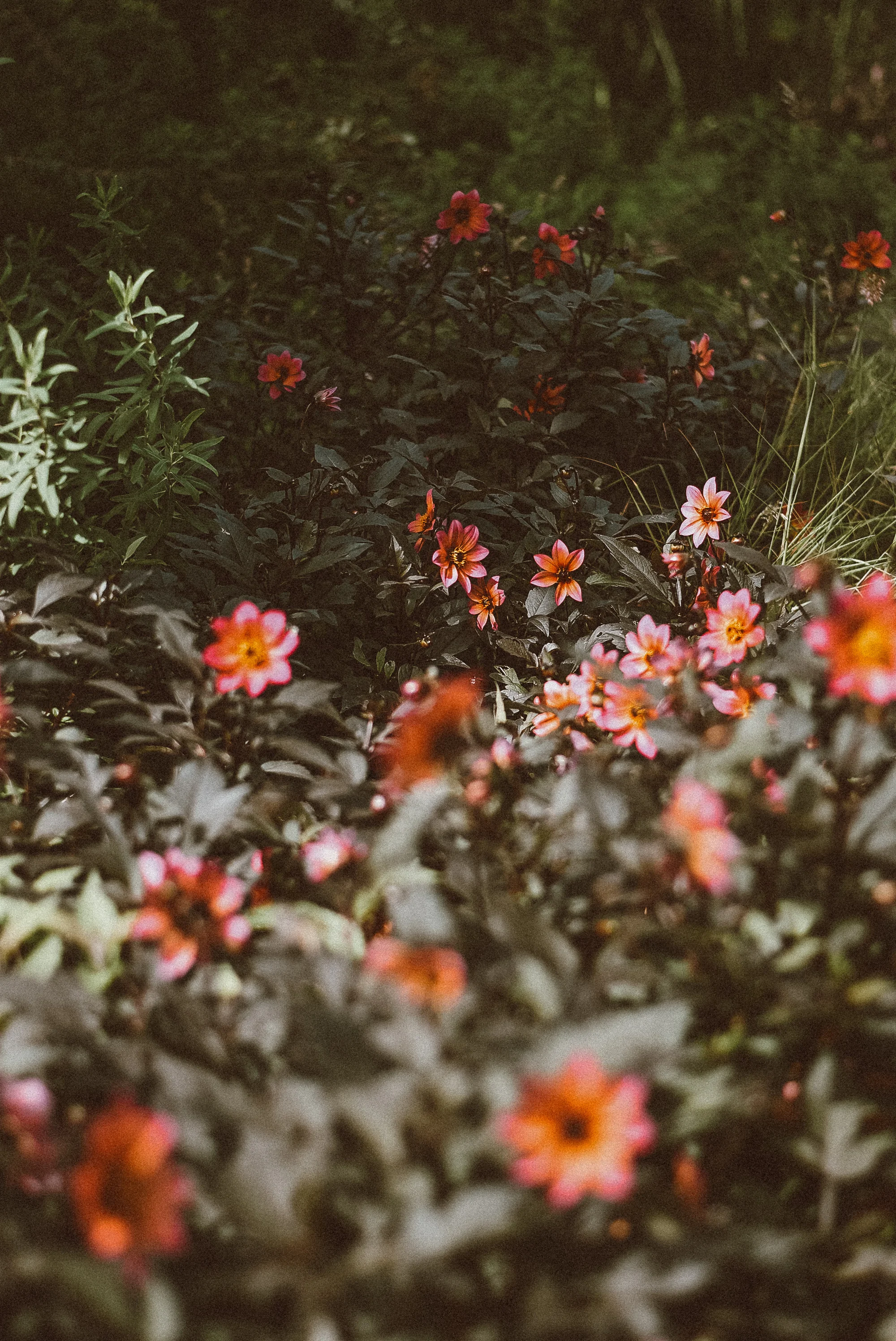 Flowers in Chicago Botanic Gardens