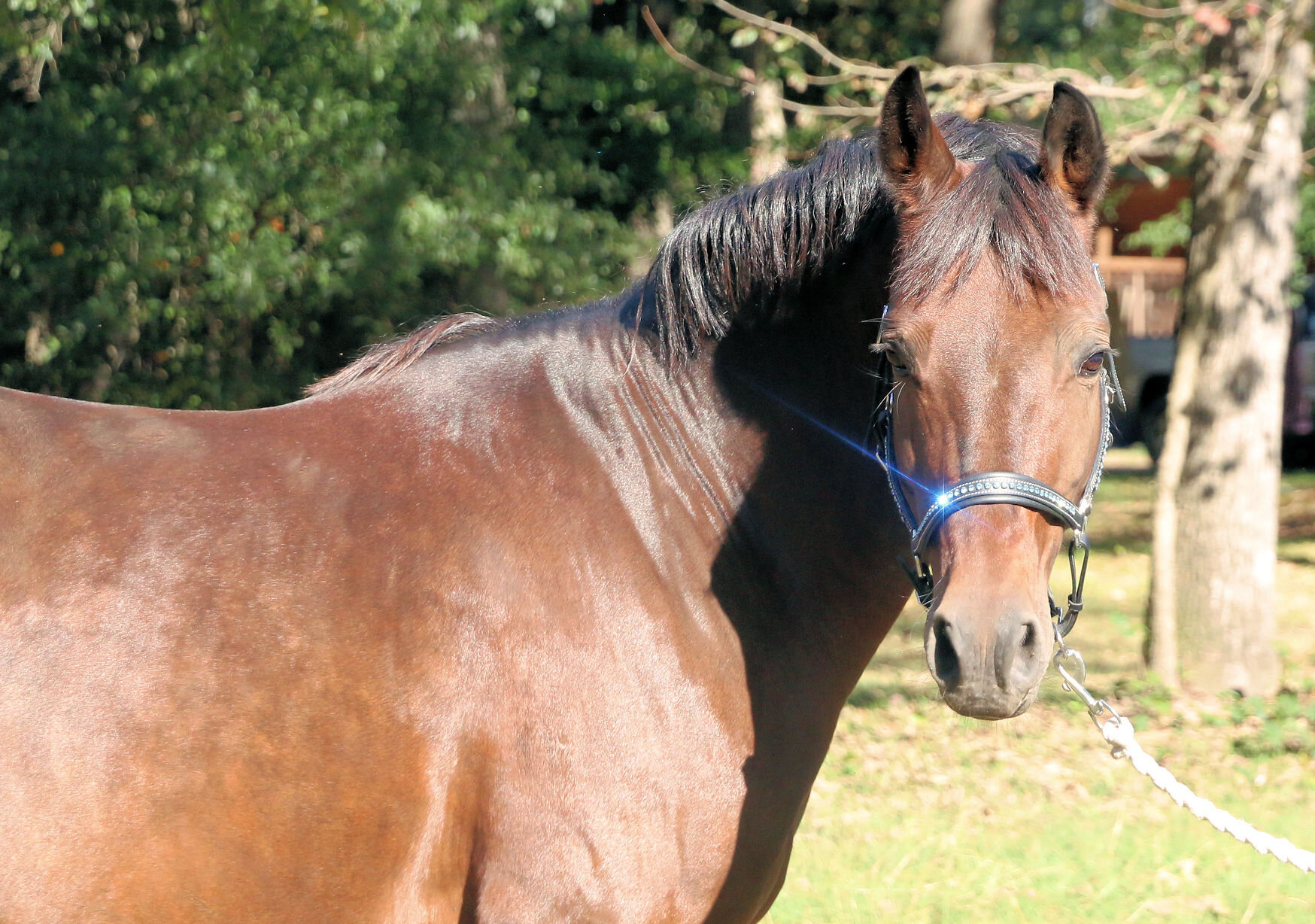 Die Chanel imported Westfalen GRP mare by Der Feine Lord x Chantre B in foal to Popeye.jpg