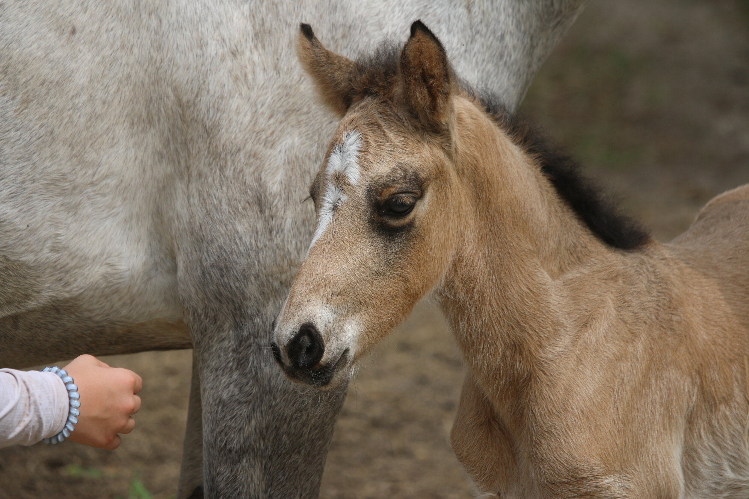 Elhanan Equestrian | Connemara Filly | Harry and Penny4.JPG