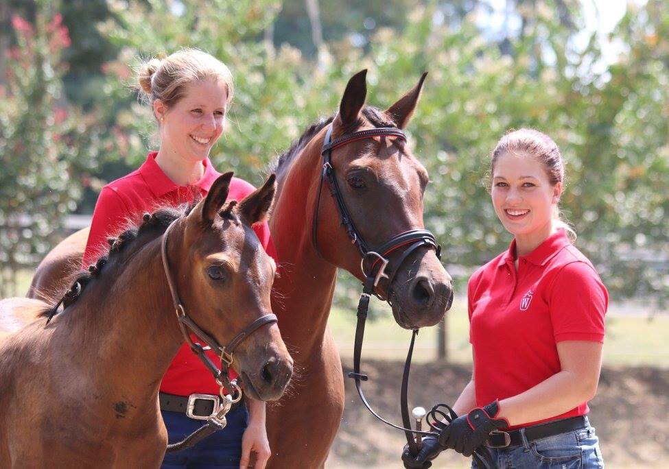 2015 Westphalian Mare & Foal Show 7.26.15 Die Chanel and offspring Peter Pan by Popeye.jpg