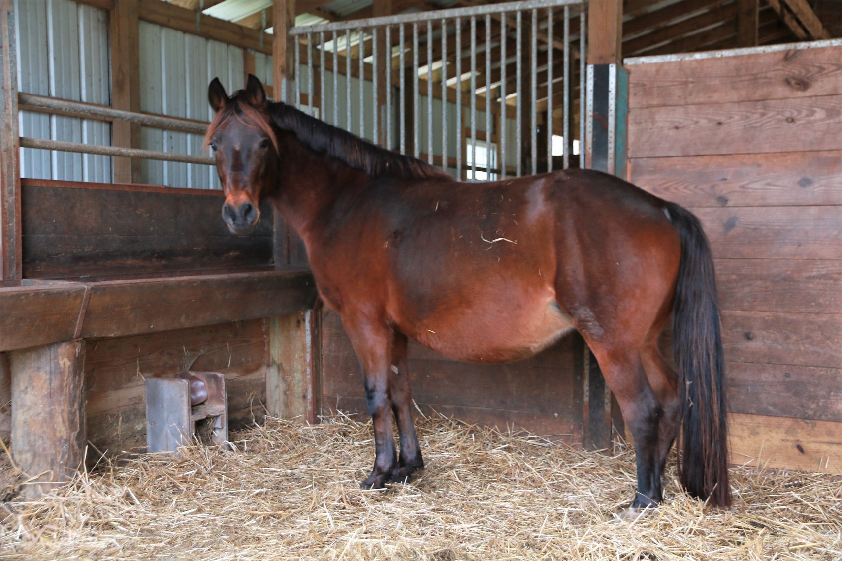 1.13.19 Die Chanel - imported German Riding Pony mare by Der Feine Lord x Chantre B in foal to FS Don't Worry - hoping for a filly in 2019.jpg