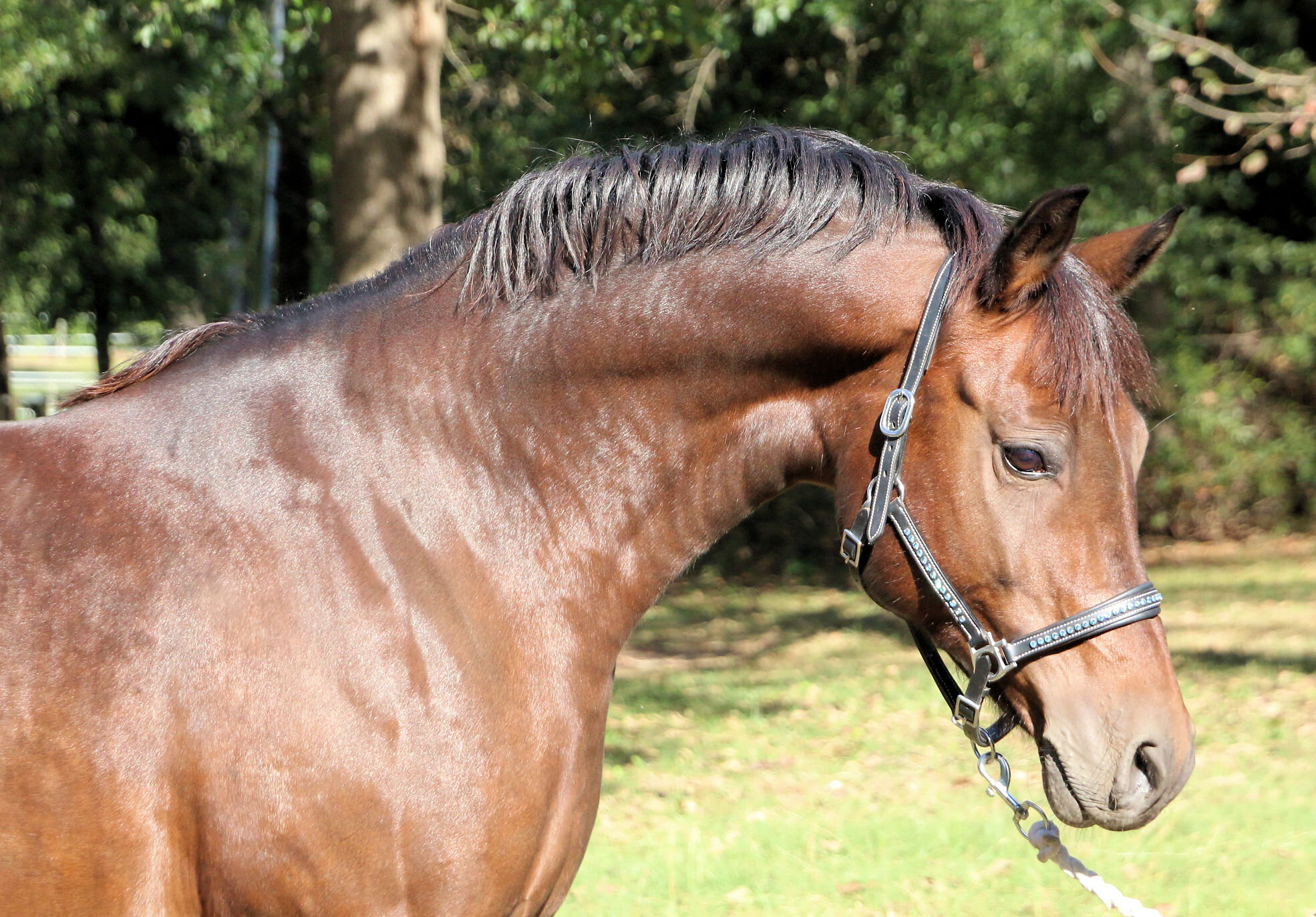 Die Chanel imported Westfalen GRP mare by Der Feine Lord x Chantre B in foal to Popeye1.jpg