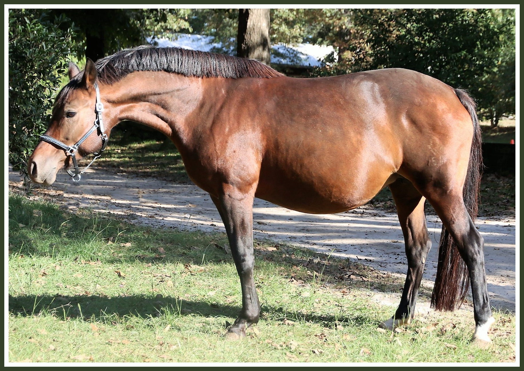 Die Chanel imported Westfalen GRP mare by Der Feine Lord x Chantre B in foal to Popeye4.jpg