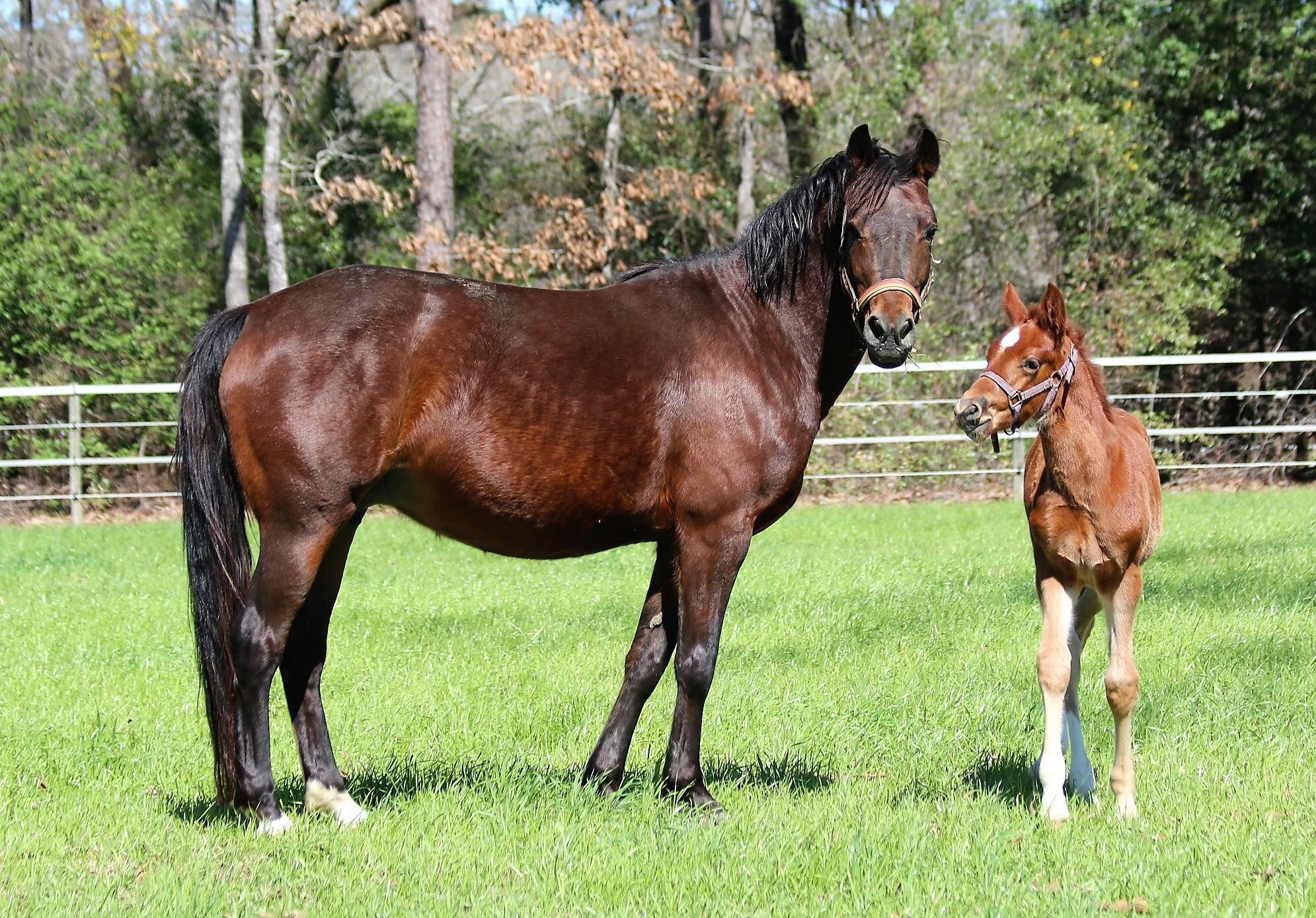 3.3.18 2018 Denver -Die Chanel imported GRP by Der Feine Lord x Chantre B with her colt by FS Don't Worry.jpg
