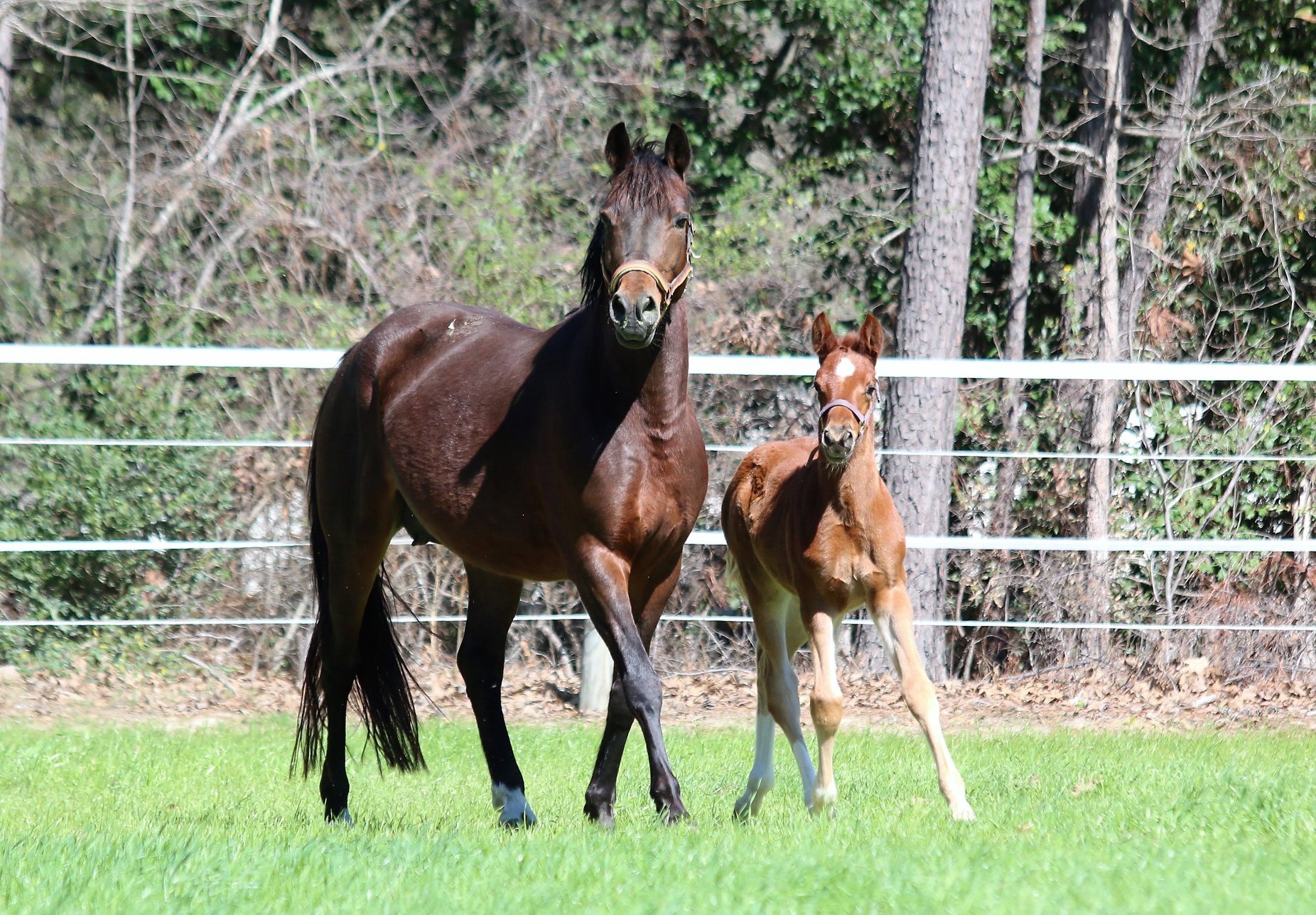 3.3.18 2018 Denver -Die Chanel imported GRP mare by Der Feine Lord x Chantre B with colt by FS Don't Worry.jpg